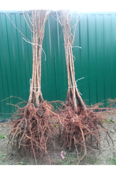 Молоді дерева абрикоса ‘Первайс’ з голим коренем